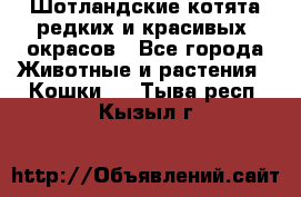 Шотландские котята редких и красивых  окрасов - Все города Животные и растения » Кошки   . Тыва респ.,Кызыл г.